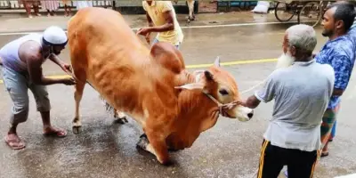 অংশীদারের খারাপ নিয়ত বা হারাম আয়ের প্রভাব থাকলে কোরবানির বিধান কী?